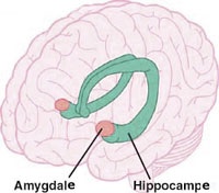 amygdale et hippocampe