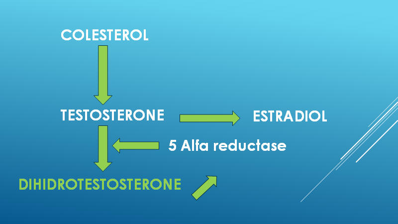 Testosterone no sex hormone